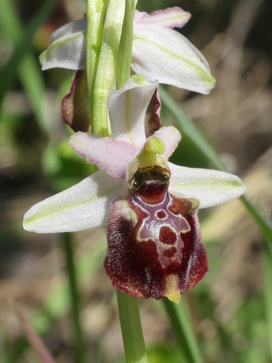 Ophrys exaltata subsp. montis-leonis e forme di variabilit nel Lazio, marzo e aprile 2018